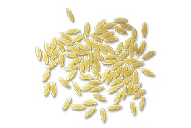 pastina