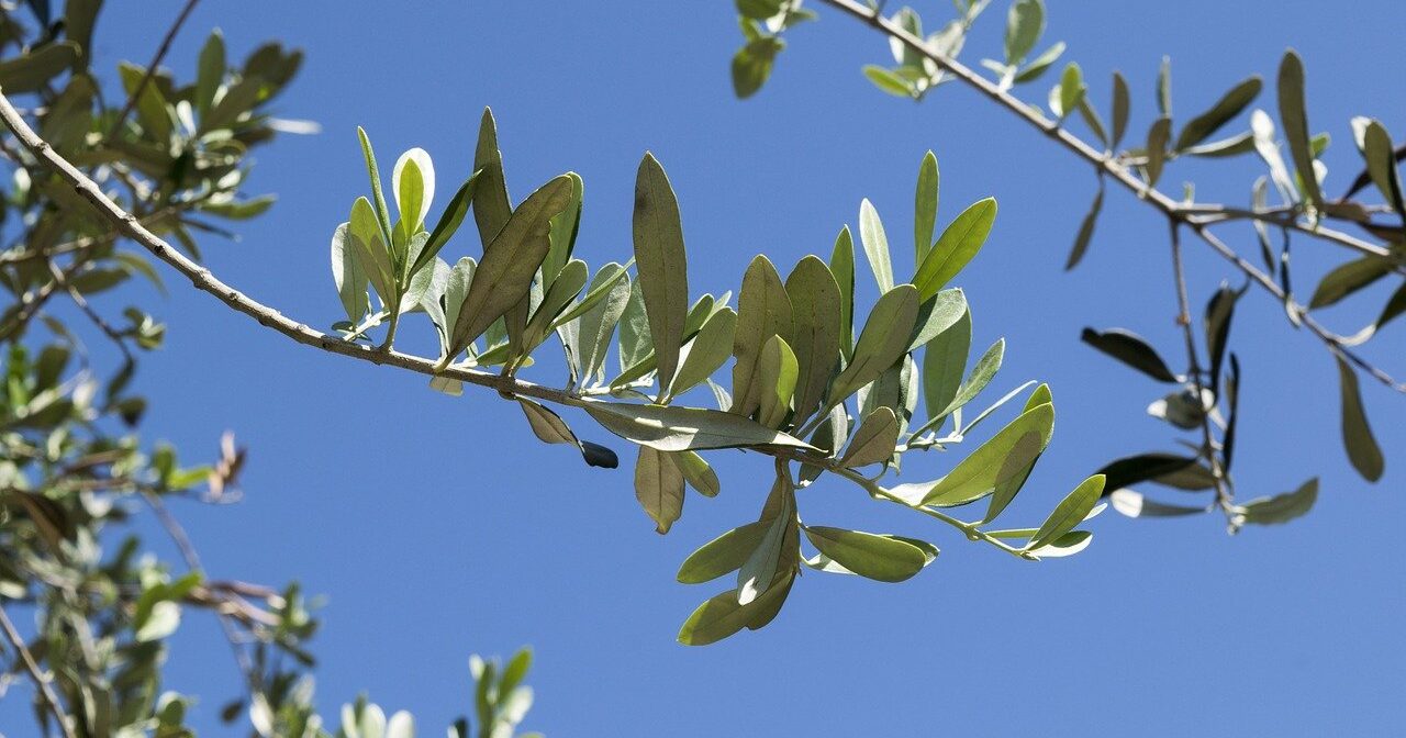 domenica delle palme