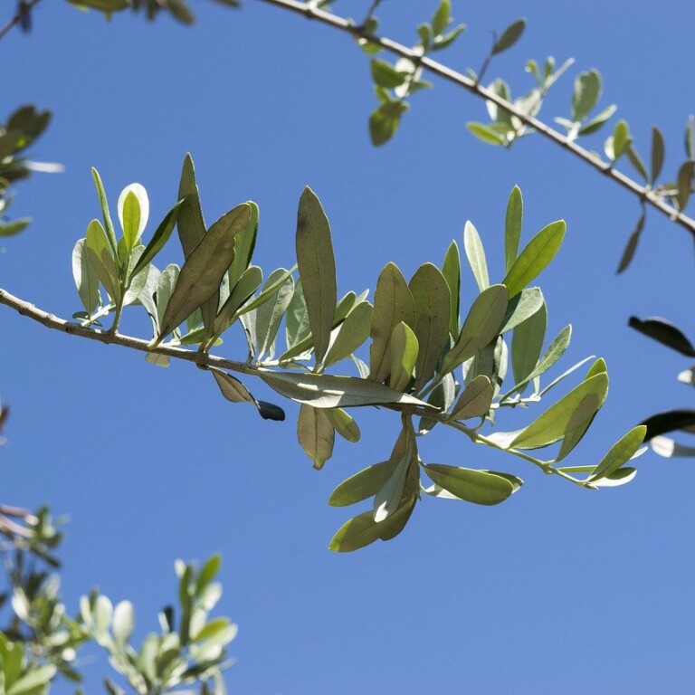 domenica delle palme